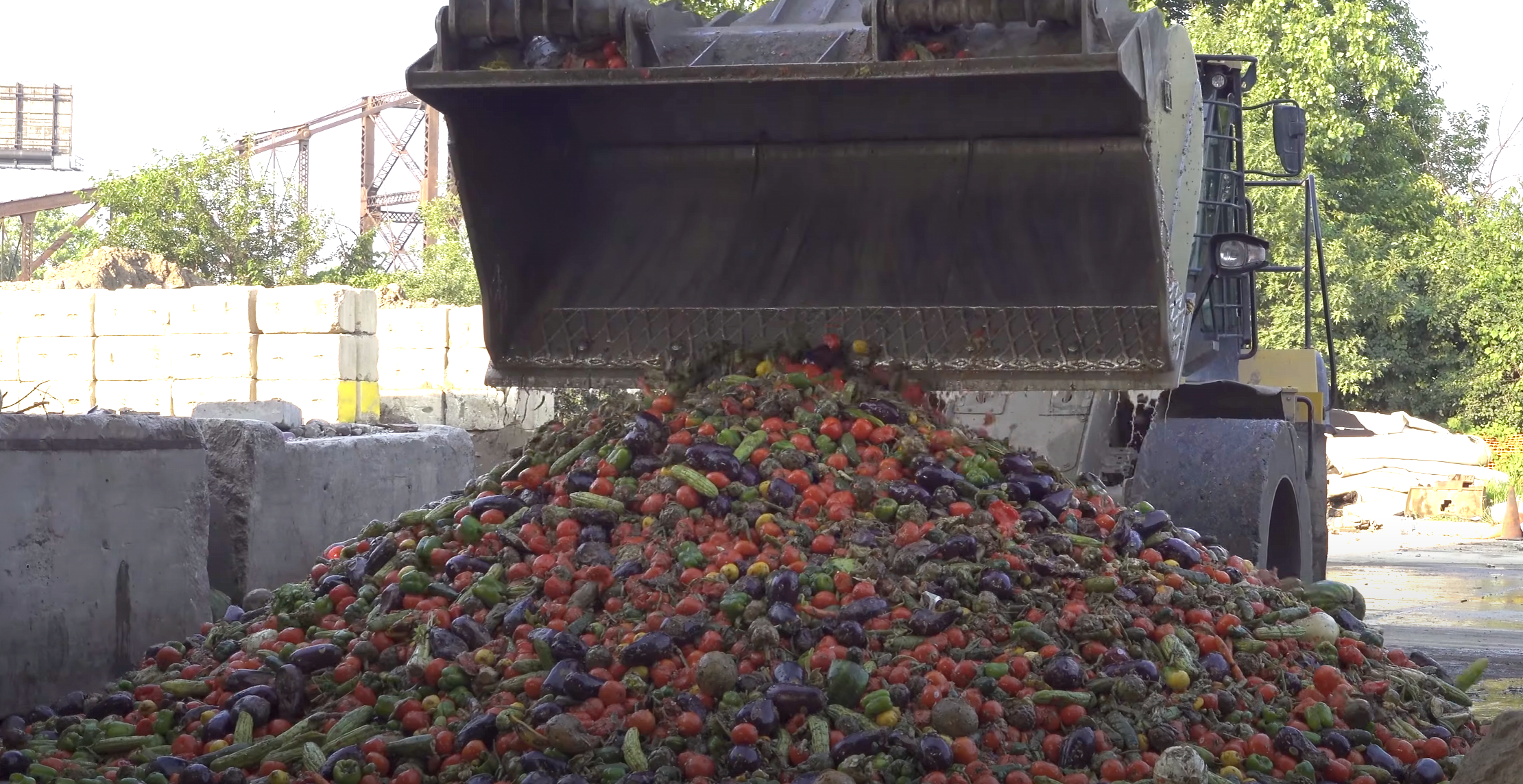 Organic Food Waste
